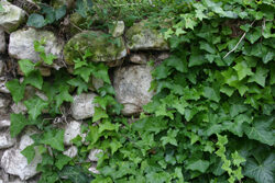 Lierre Mioulane NewsJardinTV Jardimiou NPM 850270008