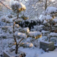 Neige Jardin Mioulane NewsJardinTV NPM 2607528482
