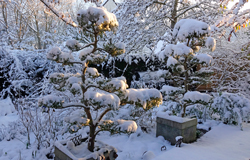 Neige Jardin Mioulane NewsJardinTV NPM 2607528482