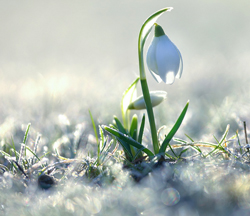 Perce Neige Hiver Flora