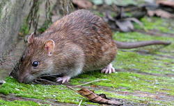 Rat surmulot Fauna