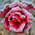 Rose Givre Hiver Flora