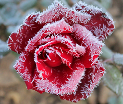 Rose Givre Hiver Flora