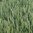 Ble Triticum Mioulane NewsJardinTV Jardimiou 4454876