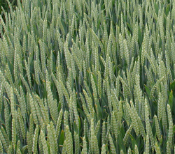 Ble Triticum Mioulane NewsJardinTV Jardimiou 4454876