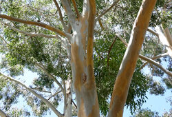 Eucalyptus saligna Mioulane NewsJardinTV NewsJardinTV NPM 2607529527