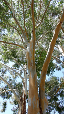 Eucalyptus saligna Mioulane NewsJardinTV NewsJardinTV NPM 2607529527