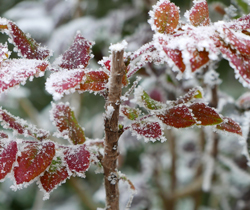 Givre Hiver Mioulane NewsJardinTV NPM 2607525985