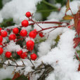 Givre Hiver Nandina Mioulane NewsJardinTV NPM 2607525756
