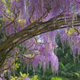 Glycine Mioulane NewsJardinTV Jardimiou NPM 719510144