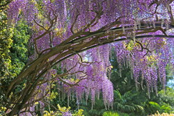 Glycine Mioulane NewsJardinTV Jardimiou NPM 719510144