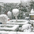 Protection Hivernale Rosier Mioulane NewsJardinTV Jardimiou 0003750