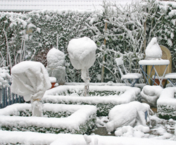 Protection Hivernale Rosier Mioulane NewsJardinTV Jardimiou 0003750