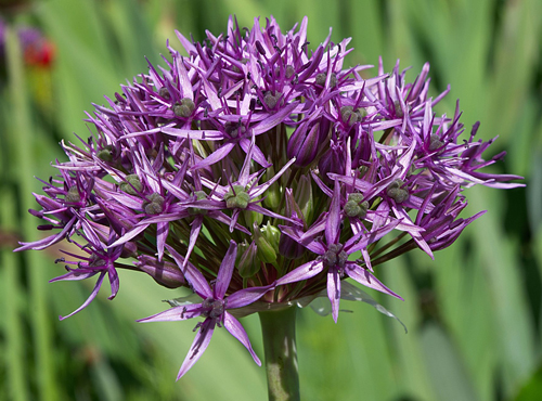 Allium atropurpureum