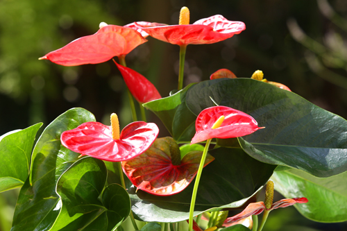 Anthurium Mioulane NewsJardinTV NPM 3008207338