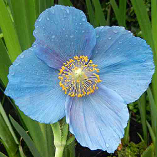 Meconopsis baileyi