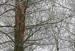 Arbre Hiver Mioulane NewsJardinTV NPM 2607525895