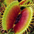 Dionaea Mioulane NewsJardinTV Jardimiou GIP0048711