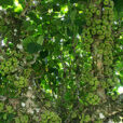 Ficus auriculata Mioulane NewsJaridnTV Jardimiou NPM 84937339