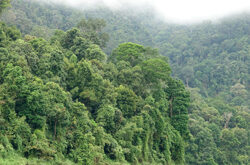 Foret tropicale Malaisie Mioulane NewsJardinTV NPM 2808182681