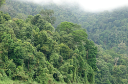 Foret tropicale Malaisie Mioulane NewsJardinTV NPM 2808182681