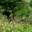 Jardin sauvage Mioulane NewsJardinTV Jardimiou NPM 850324048