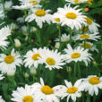 Marguerite Leucanthemum Mioulane NewsJardinTV Jardimiou 9N7B7507