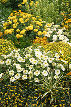 Massif Fleurs Mioulane NewsJardinTV Jardimiou NPM 90240119
