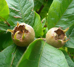 Neflier Mespilus Wikipedia