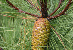 Pin maritime Mioulane NewsJardinTV Jardimiou NPM 850355027