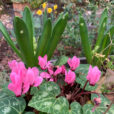 Cyclamen Narcisse Hiver Mioulane NewsJardinTV Jardimiou IMG 4349