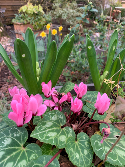 Cyclamen Narcisse Hiver Mioulane NewsJardinTV Jardimiou IMG 4349