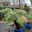 Dicksonia Mioulane NewsJardinTV Jardimiou IMG 4340