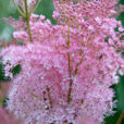 Filipendula Mioulane NewsJardinTV Jardimiou NPM 850327413