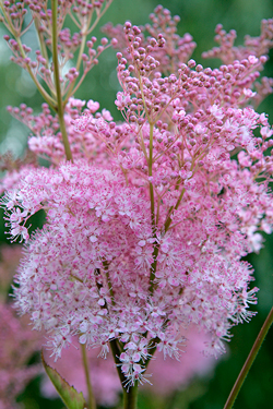 Filipendula Mioulane NewsJardinTV Jardimiou NPM 850327413