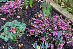 Jardin Hiver Bruyere Mioulane NewsJardinTV Jardimiou IMG 4195