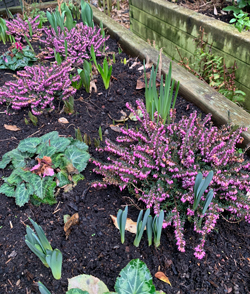 Jardin Hiver Bruyere Mioulane NewsJardinTV Jardimiou IMG 4195