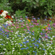 Myosotis Mioulne NewsJardinTV Jardimiou 7748521