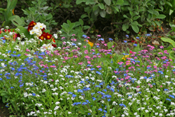 Myosotis Mioulne NewsJardinTV Jardimiou 7748521