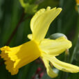 Narcisse Mioulane NewsJardinTV Jardimiou NPM 84977007