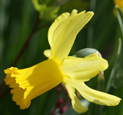 Narcisse Mioulane NewsJardinTV Jardimiou NPM 84977007