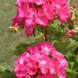 Pelargonium Mioulane NewsJardinTV Jardimiou 5541458