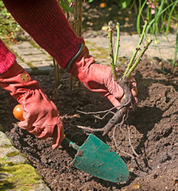 Plantation Rosier Mioulane NewsJardinTV Jardimiou PAMI 140908003