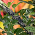 Pucerons Genet Mioulane NewsJardinTV Jardimiou IMG 4324