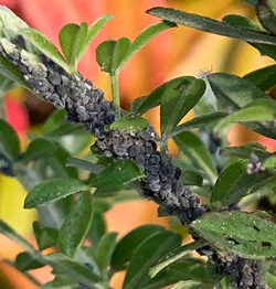 Pucerons Genet Mioulane NewsJardinTV Jardimiou IMG 4324