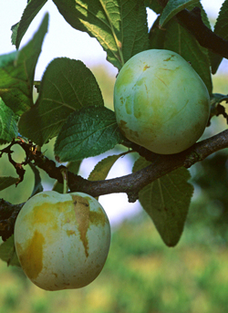 Reine Claude Prune Mioulane NewsJardinTV Jardimiou NPM GIP0040925