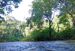 Riviere Courant Malaisie Mioulane NewsJardinTV NPM 2808183707