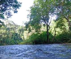 Riviere Courant Malaisie Mioulane NewsJardinTV NPM 2808183707