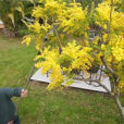 Taille mimosa Secateur Long Manche Mioulane NewsJardinTV