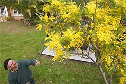 Taille mimosa Secateur Long Manche Mioulane NewsJardinTV